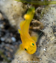 Yellow Goby!!! by George Touliatos 